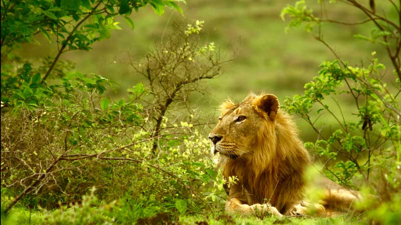 Gir National Park